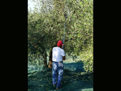 Tenuta Barbadoro Azienda (10)