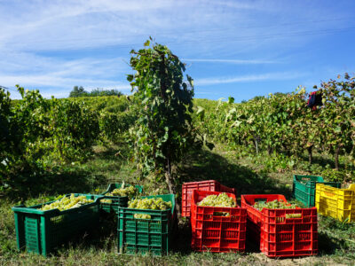 Tenuta Barbadoro Azienda (13)