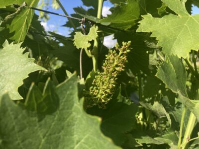 Tenuta Barbadoro Azienda (14)
