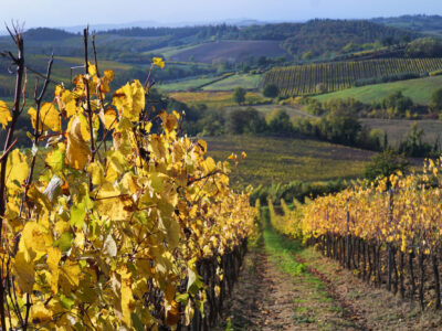 Tenuta Barbadoro Azienda (19)