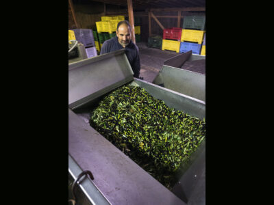 Tenuta Barbadoro Azienda 20)