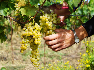 Tenuta Barbadoro Azienda (4)