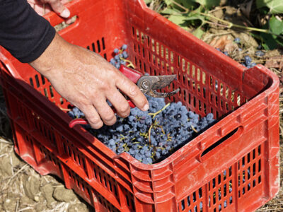 Tenuta Barbadoro Azienda (5)