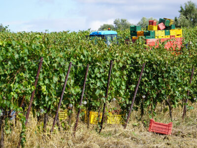 Tenuta Barbadoro Azienda (6)