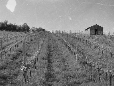 Tenuta Barbadoro